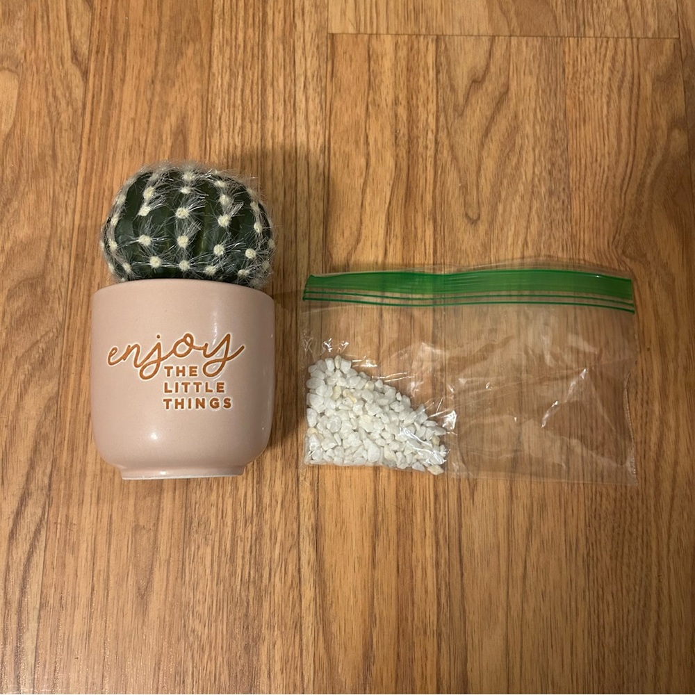 ‼️DIY Succulent Plant‼️